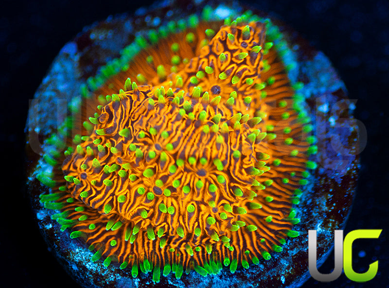 UC Fuzzy Navel Litho