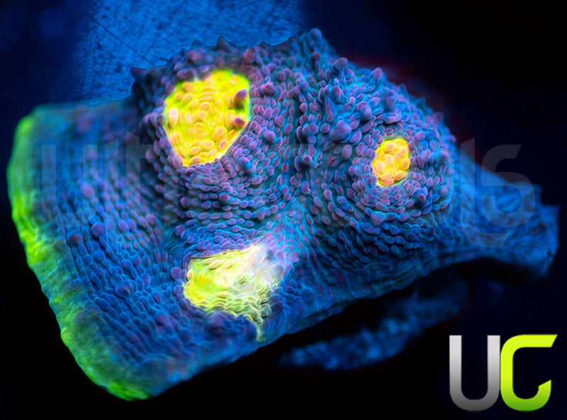 UC Purple Prince Chalice