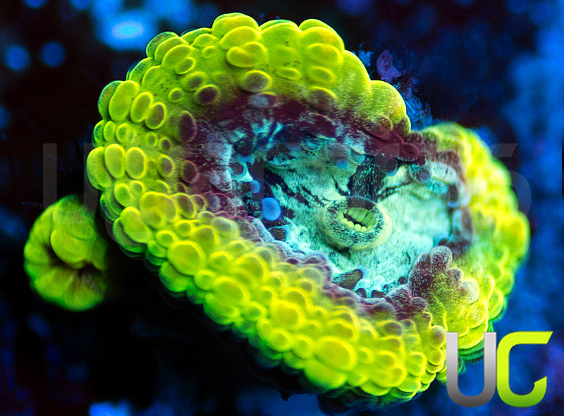 UC Pacific Rim Dipsastrea