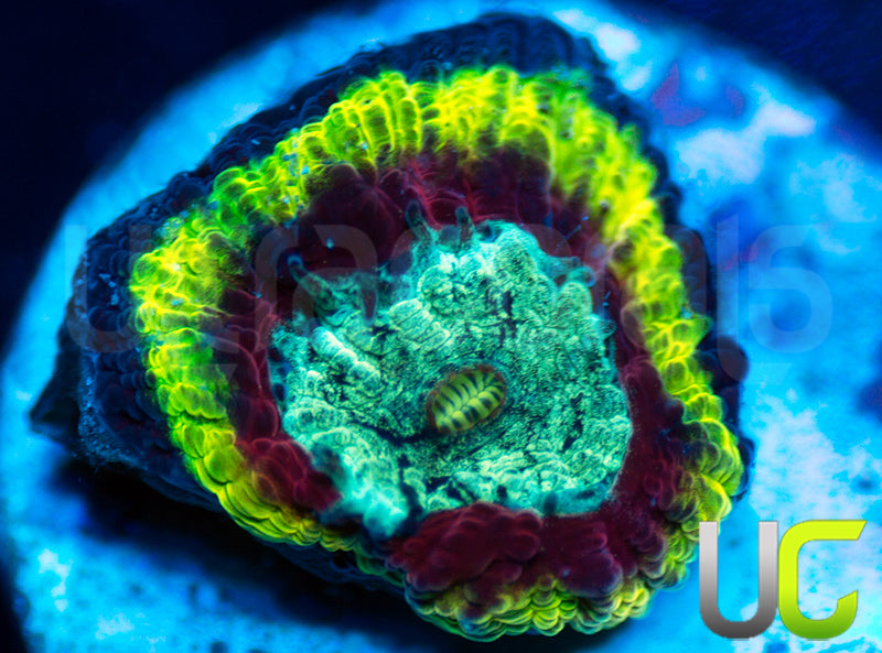 UC Pacific Rim Dipsastrea