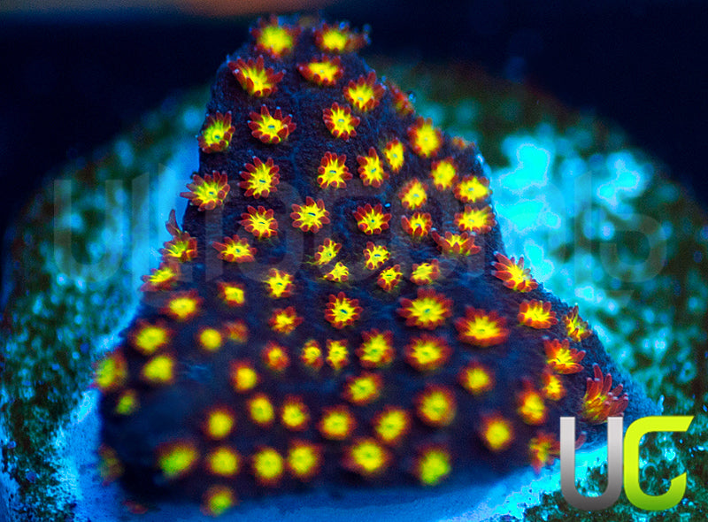 UC Flamethrower Stylo