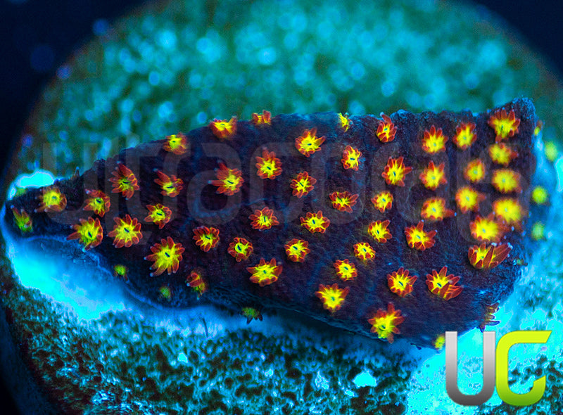 UC Flamethrower Stylo