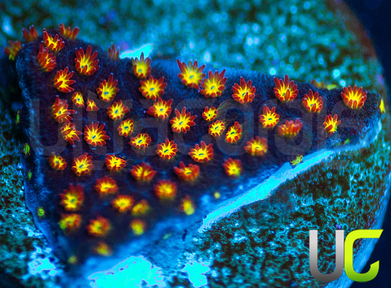 UC Flamethrower Stylo