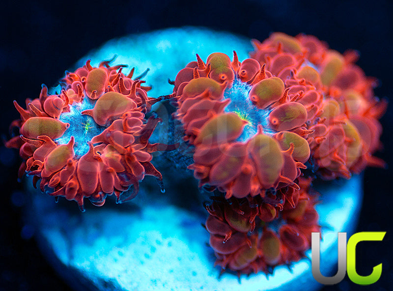 UC Blue Raven Blasto