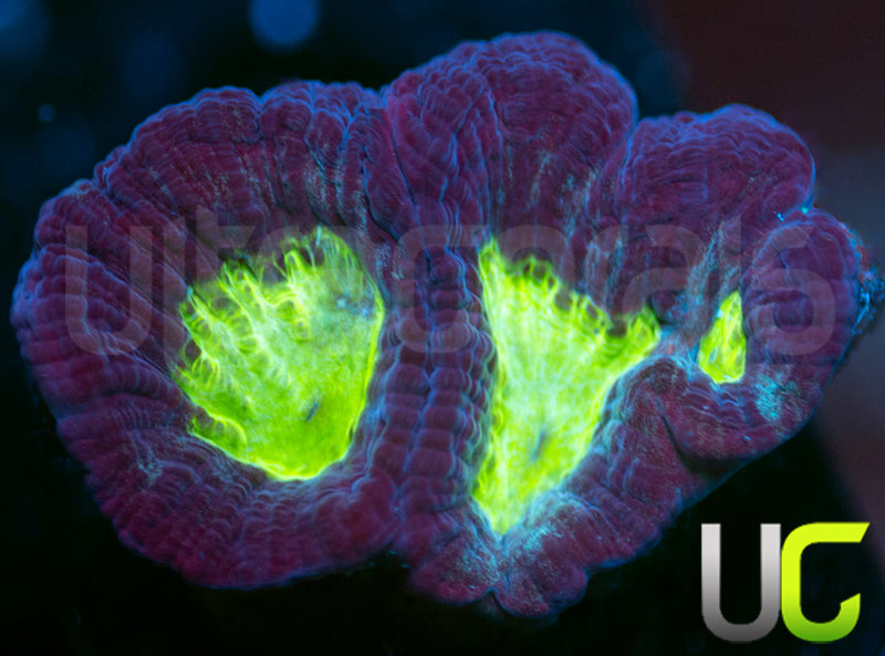 UC Reagal Goniastrea