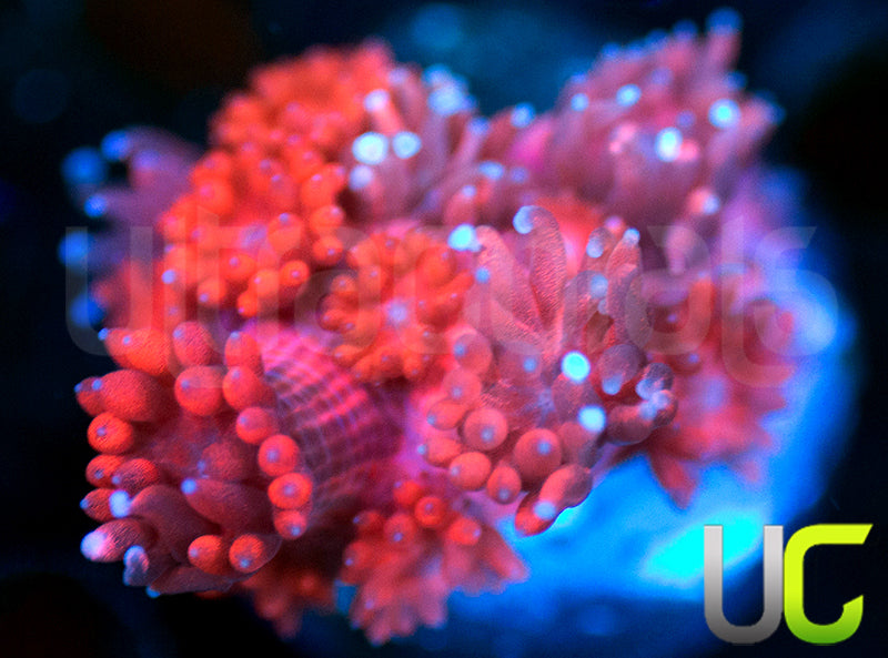 ORA Cherry Red Goni