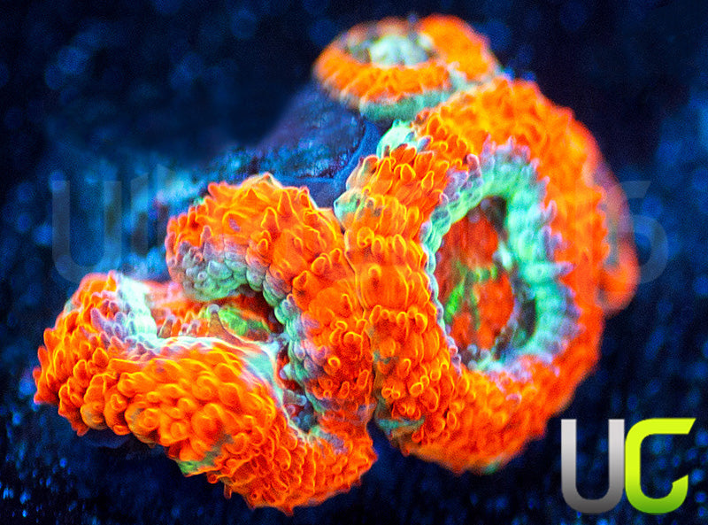UC Area 51 Micro Amakusensis