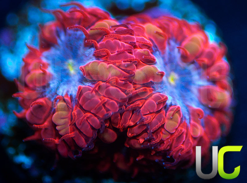 UC Blue Raven Blastos