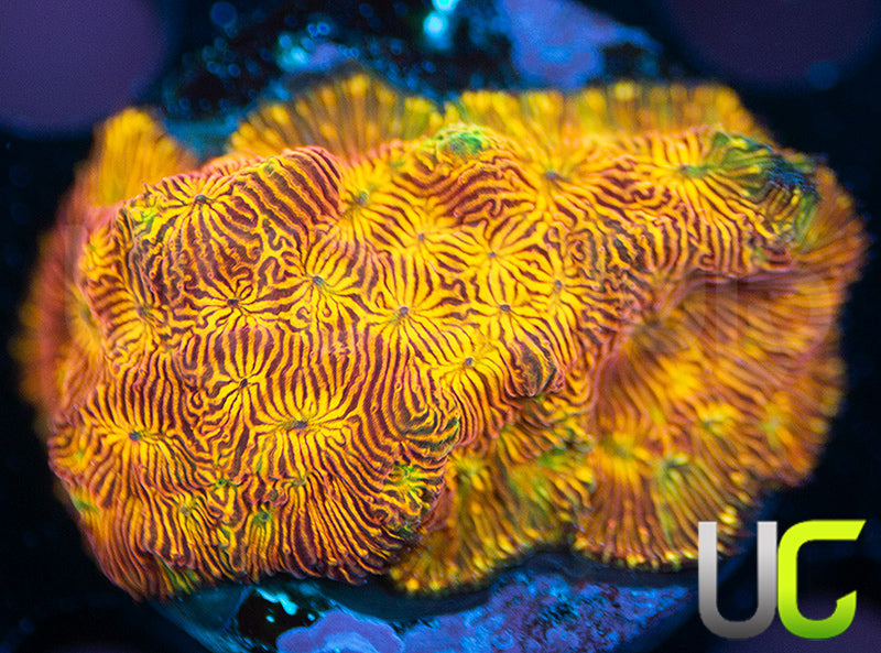 UC Sun Goddess Lepto