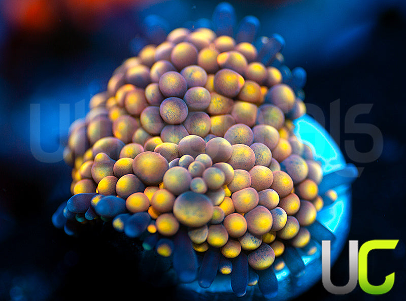 UC Pink Panther Florida Ricordea