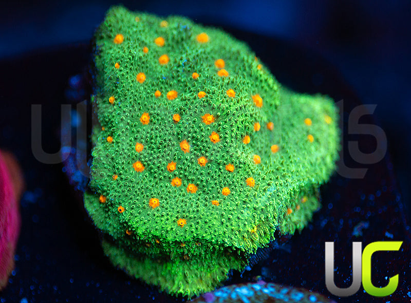 CC Smashing Pumpkins Psammocora