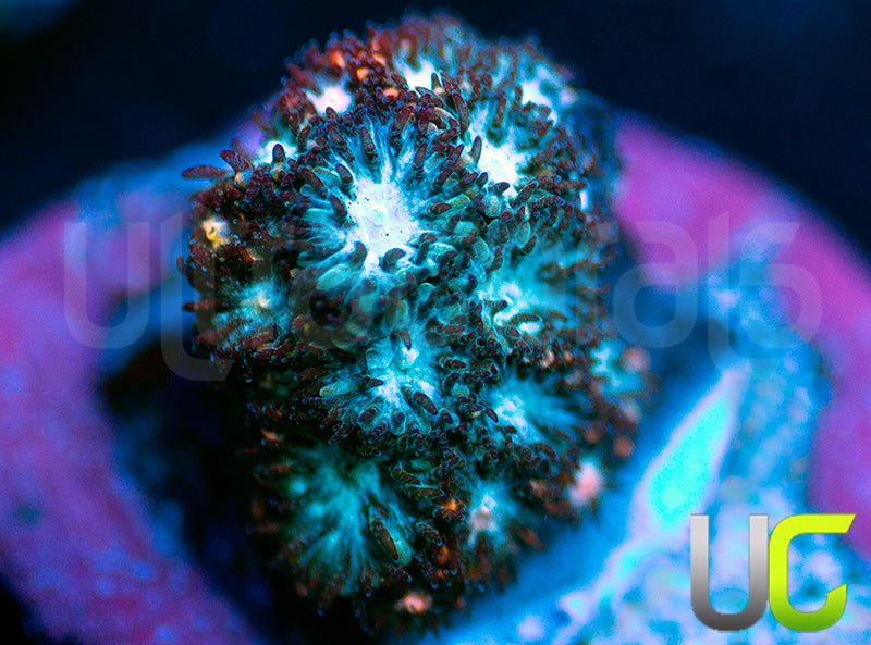 UC Rainbow Leptastrea