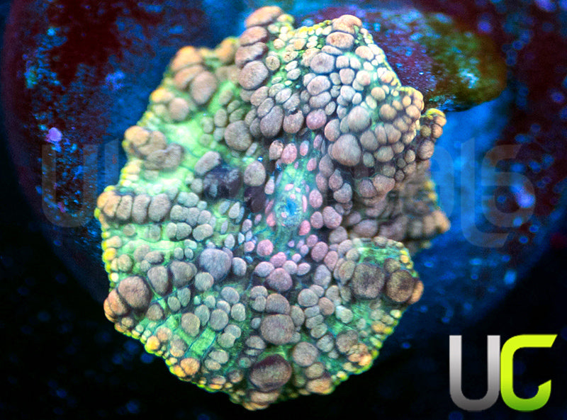 UC Mrs Pac Man Bouncing Discosoma Mushroom