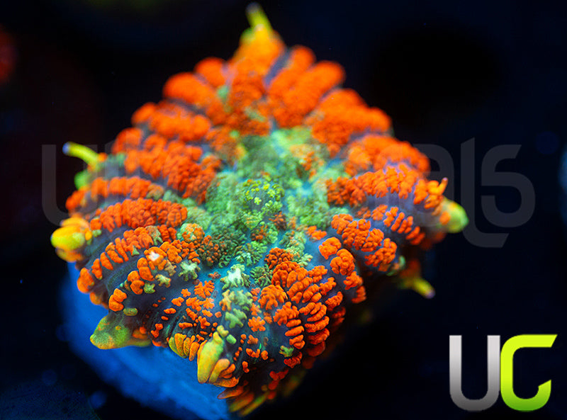 UC Trolls Blood Mushroom