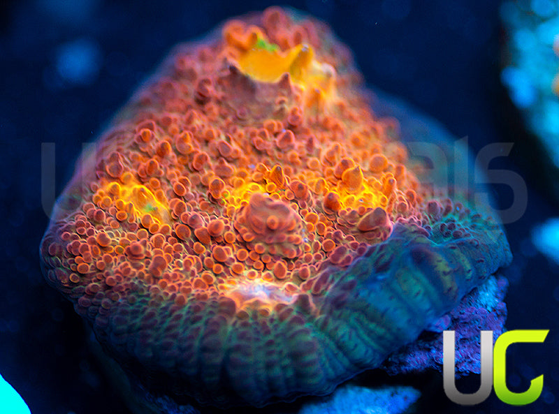 UC Everlights Chalice