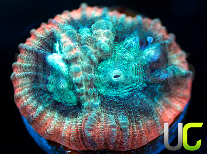 UC Ultimate Edge Goniastrea