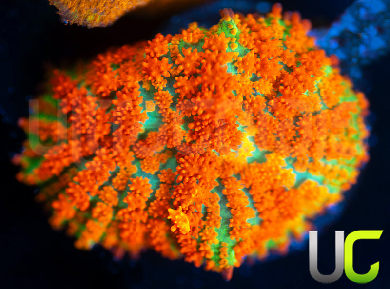 UC Flaming Jade Mushroom