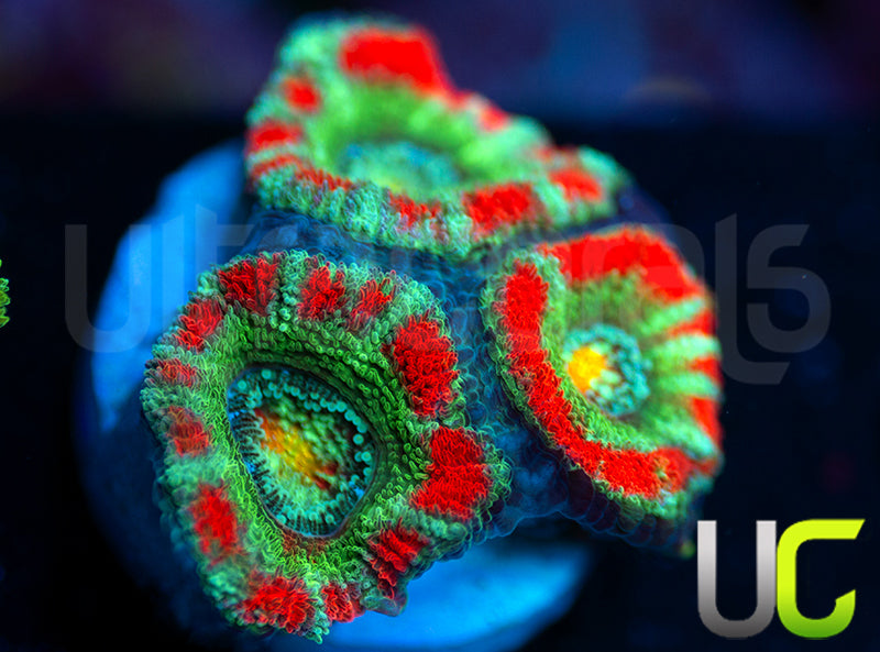 New Release: UC Yin Yang Micro Amakusensis