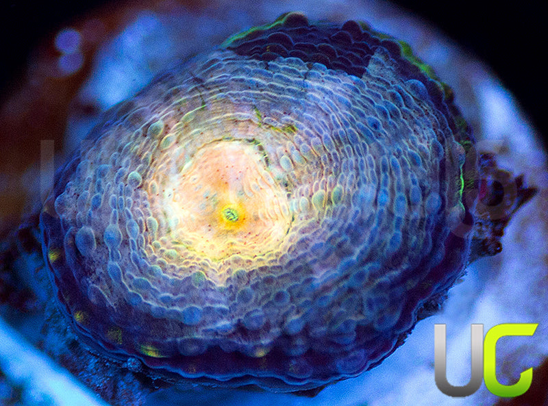 UC Pink Lotus Acan Echinata