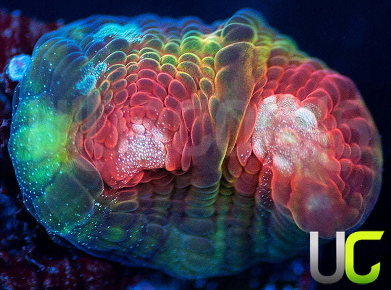 UC Strawberry Martini Chalice