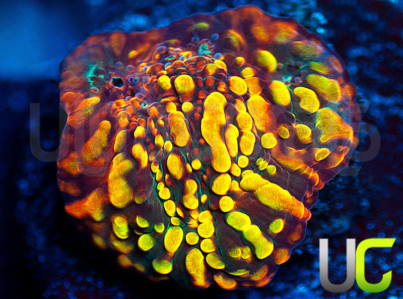 CC Cloudberries Chalice