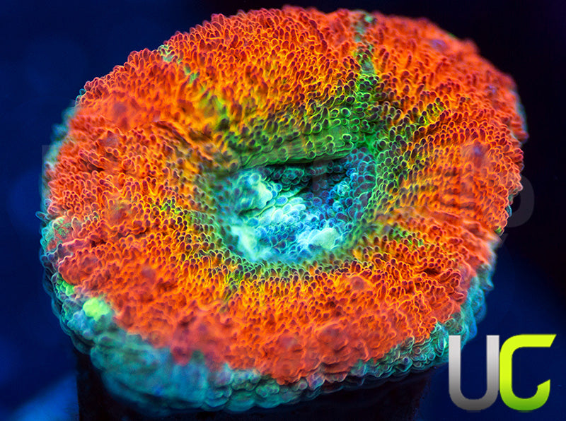 UC Flash Bang Micro Lord