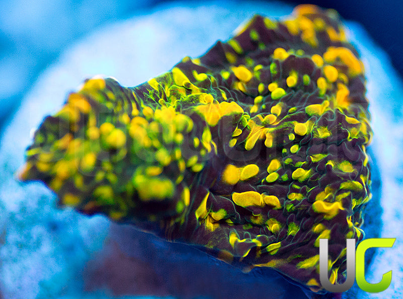 WWC Stellaria Chalice