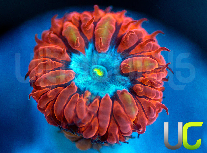 UC Blue Raven Blasto