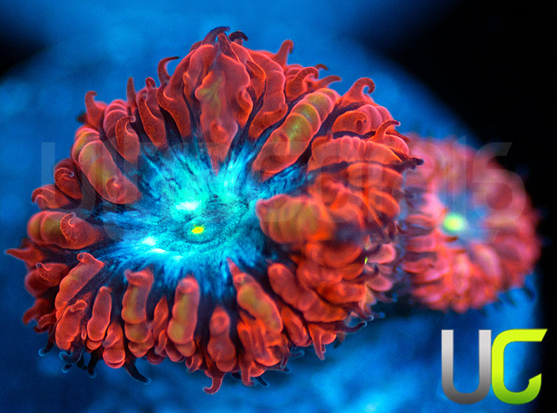 UC Blue Raven Blastos