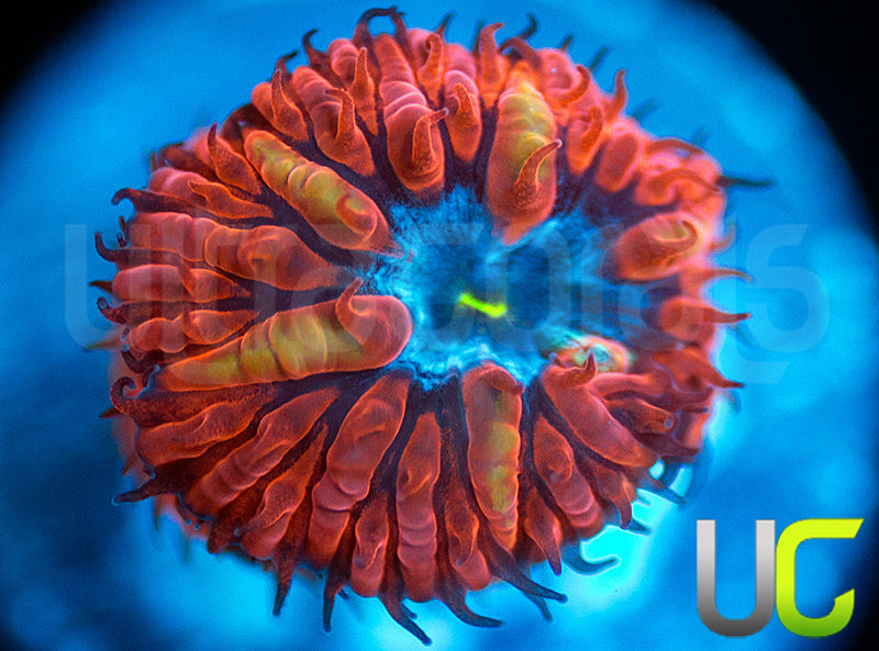 UC Blue Raven Blasto