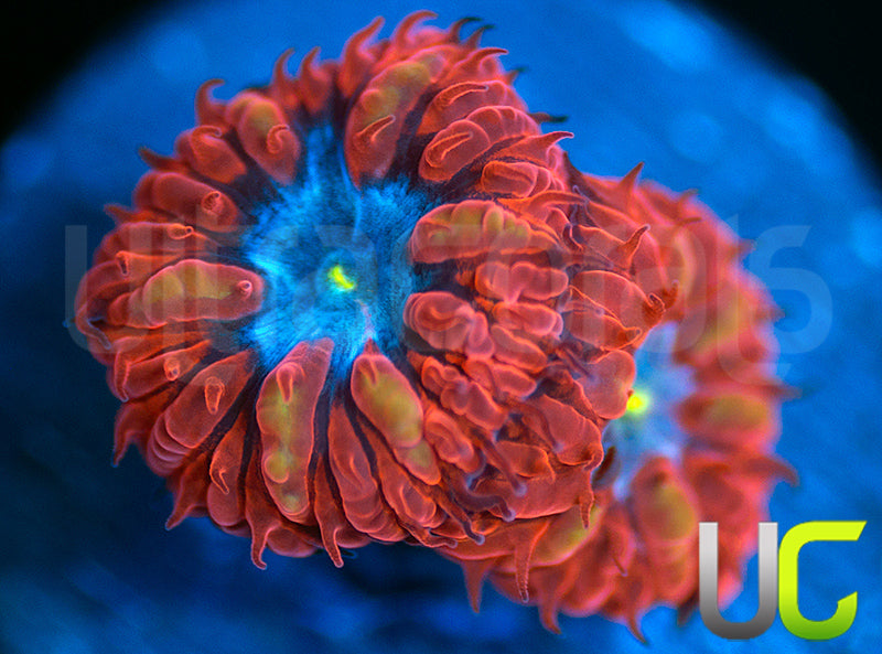 UC Blue Raven Blastos