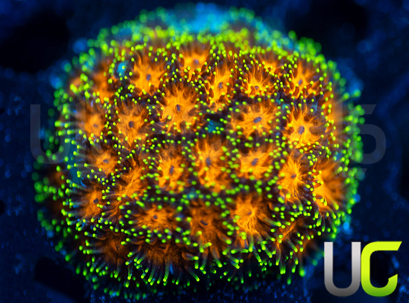 UC Lightning Tip Leptastrea