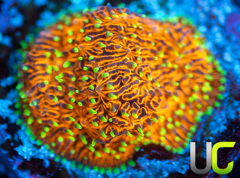 UC Fuzzy Navel Litho