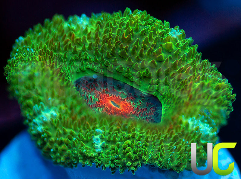 New Release: UC Bridesmaid Micro Amakusensis
