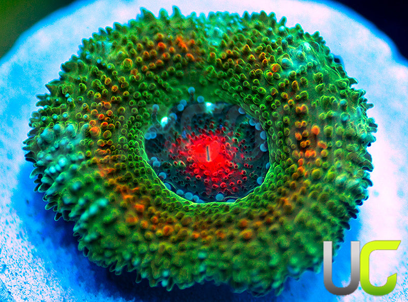 New Release: UC Bridesmaid Micro Amakusensis