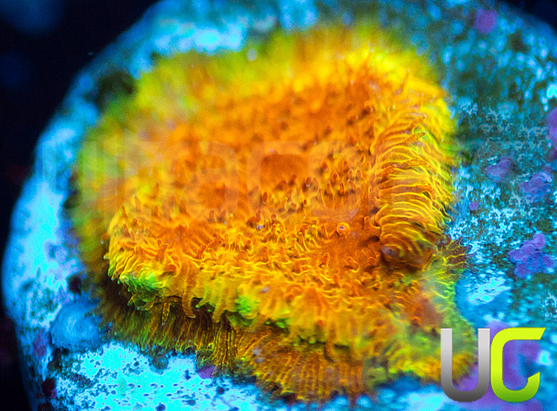 Watermelon Psammocora