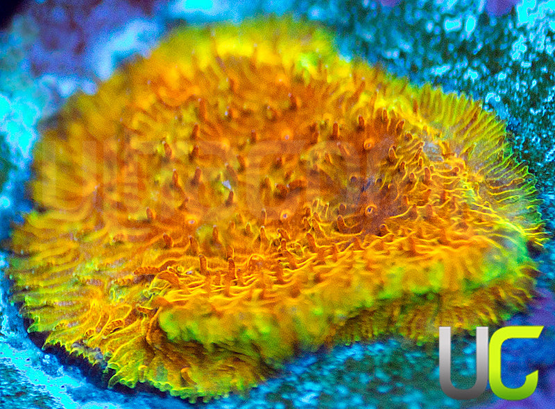 Watermelon Psammocora