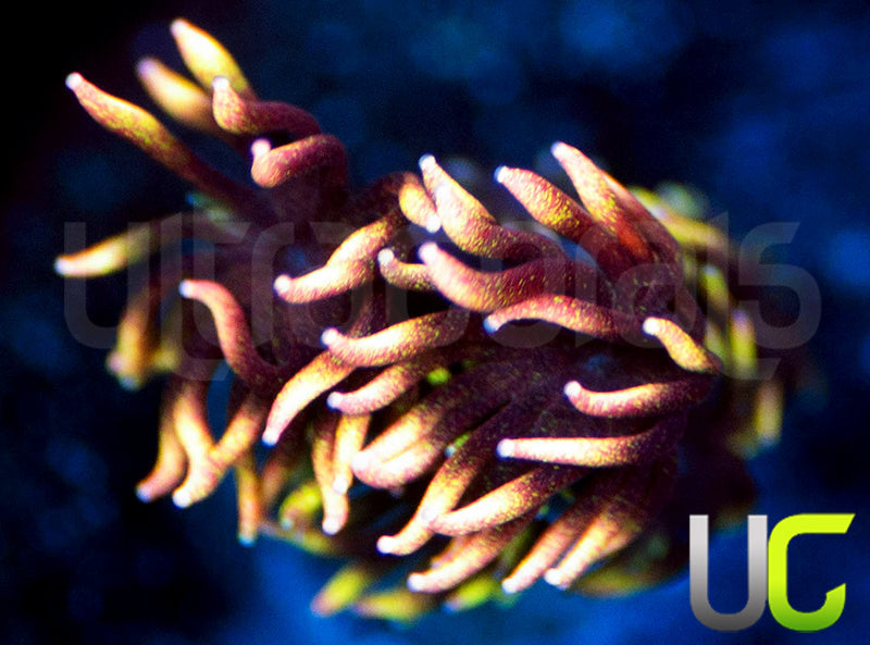 UC Everglow Goni