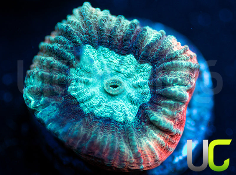 UC Ultimate Edge Favia