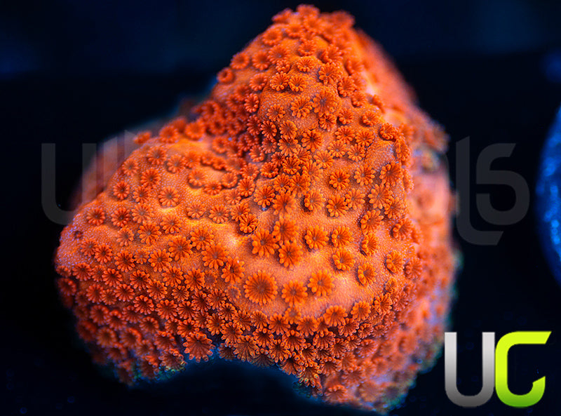 RMF Pink Cadillac Monti