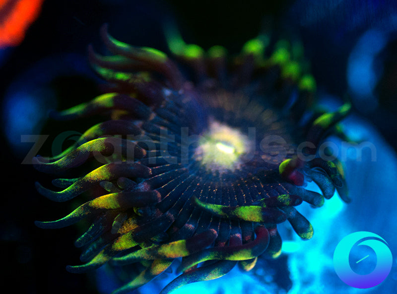 Dark Photon
