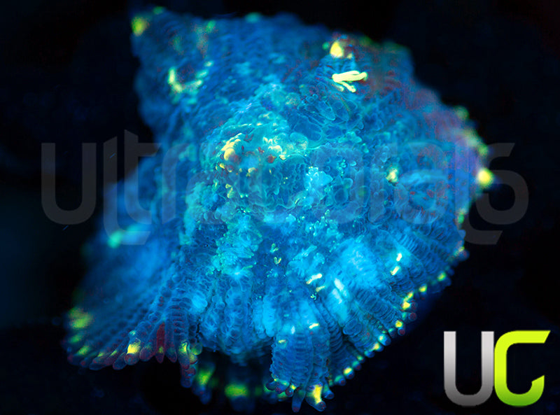 UC Doomsday Bounce Mushroom