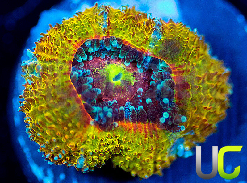 UC Sunfire Micro Amakusensis