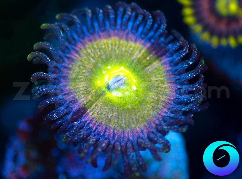 Blue Russian