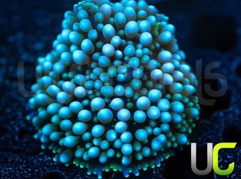 Blue Florida Ricordea unsure