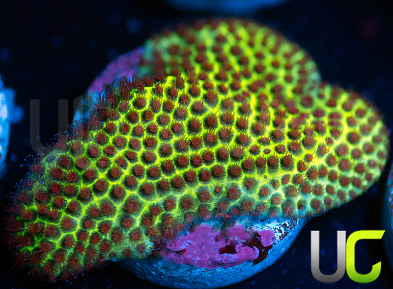 UC The Grinch Porites