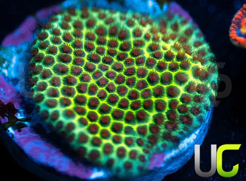 UC The Grinch Porites