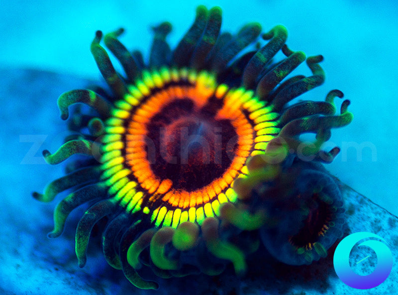 372-Rainbow-Eclipse-zoa-