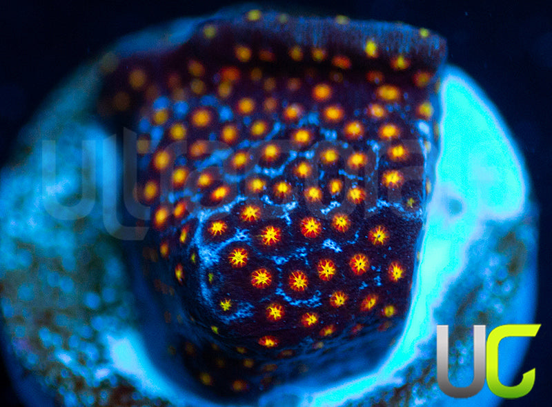 UC Flamethrower Stylo