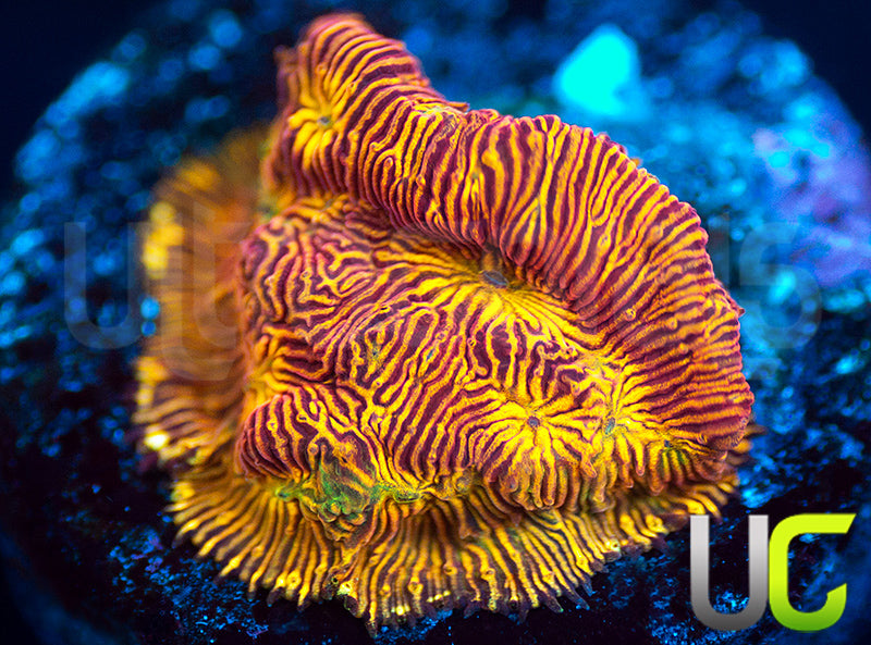 UC Sun Goddess Lepto